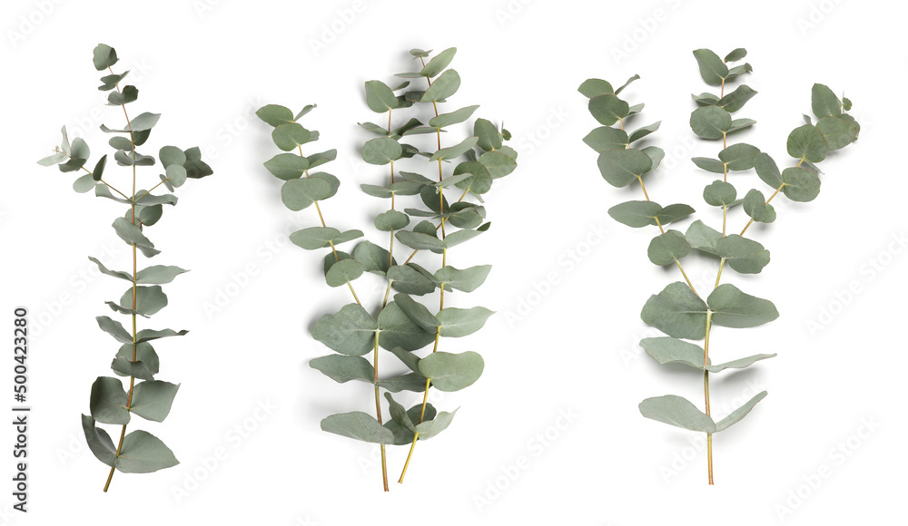Eucalyptus branches with fresh leaves on white background, collage. Banner design - obrazy, fototapety, plakaty 