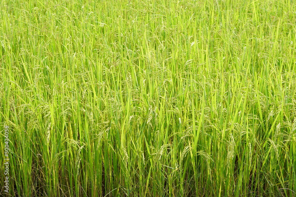 background of rice fields in the field background of rice fields in the field