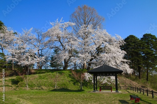 寒河江公園の桜・月山 （山形県・寒河江市） © tk2001