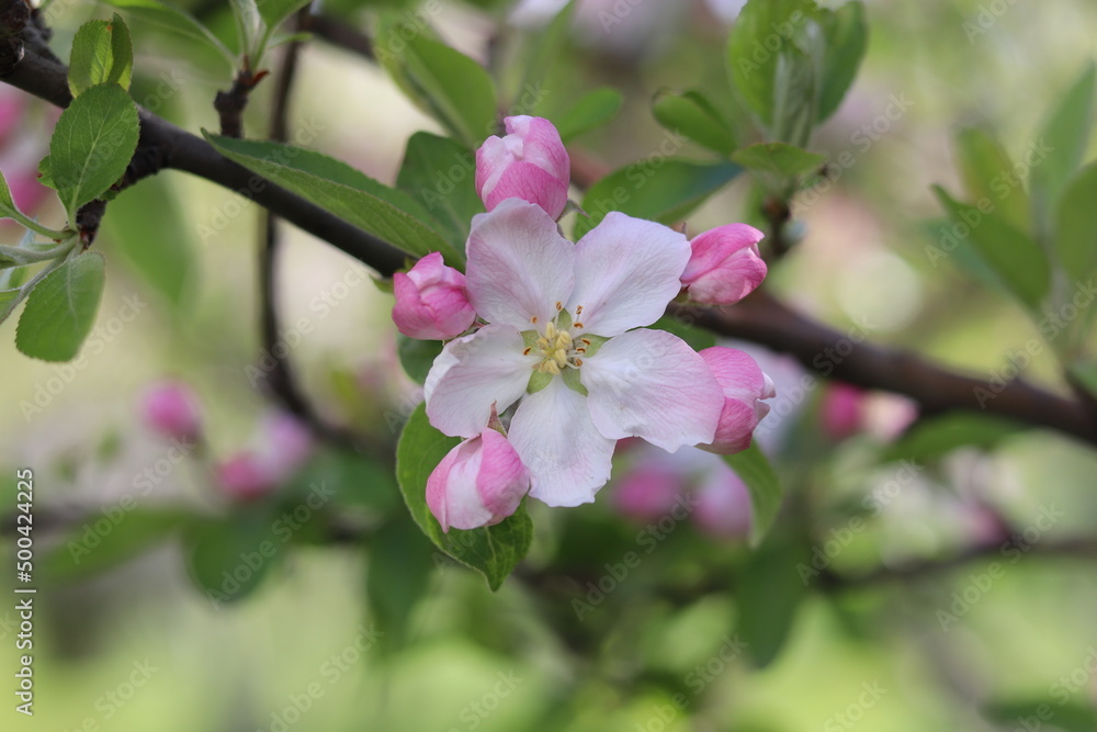Obraz premium pink blossom