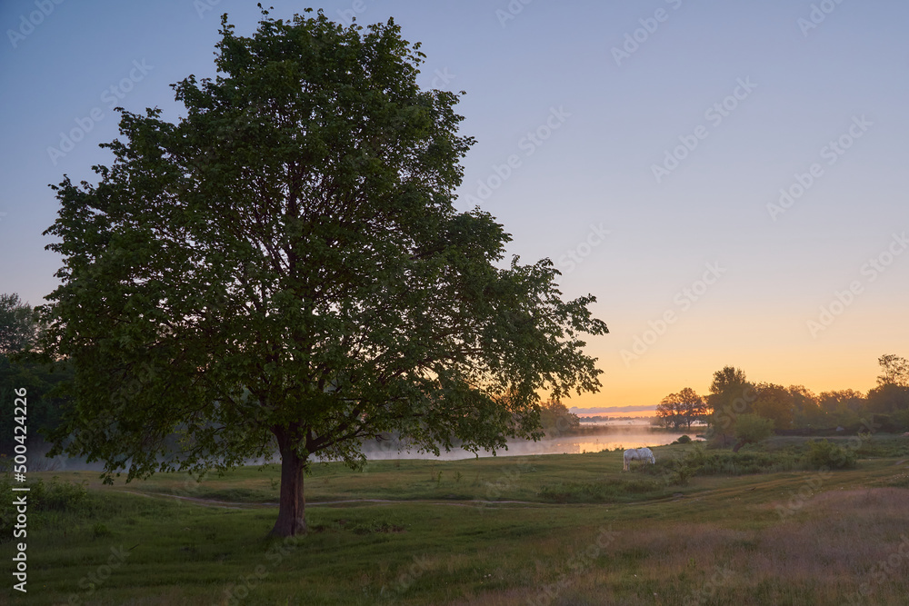 Fototapeta premium white horse grazes in a meadow near a tree and a river in Ukraine