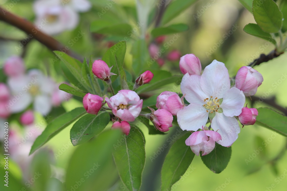 Obraz premium pink and white flowers