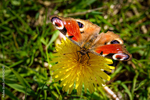 Paardenbloem met vlinder photo