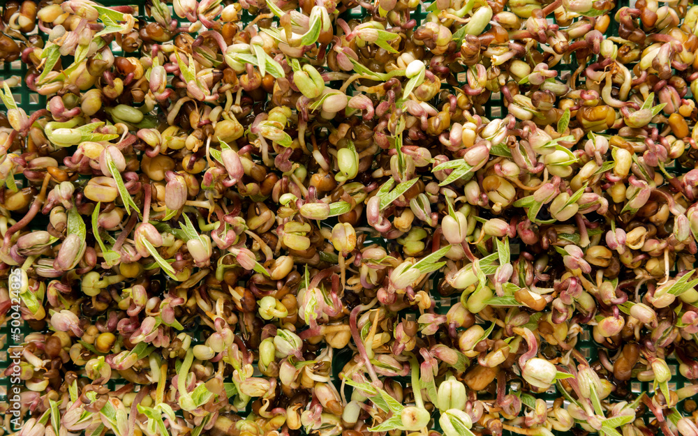 Mung bean sprouts top view. Green microgreens texture background. Mung bean sprouts top view. Green microgreens texture background.