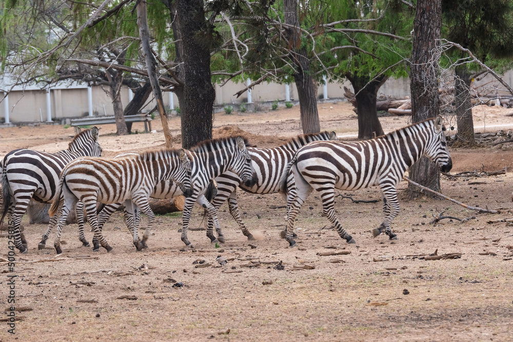 Obraz premium Zebras in Safari Park, Ramat Gan, Israel