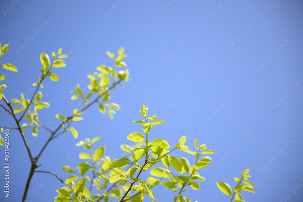 青空背景の新芽 青空背景の新芽