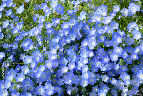 背景素材に使いやすい　ネモフィラの青い綺麗な花