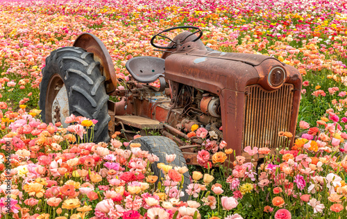 An old abandoned rusted tractor rests among a field of colorful ranunculus flowers during springtime in California. 