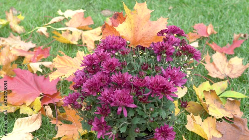 chrysanthemum flowers with autumn leaves,autumn background with flowers and maple leaves on the grass chrysanthemum flowers with autumn leaves,autumn background with flowers and maple leaves on the grass