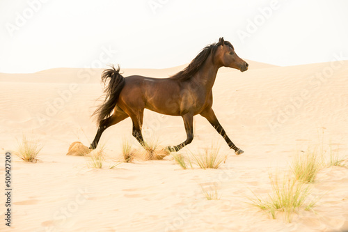 Arabian stallion galloping on the sand in the desert