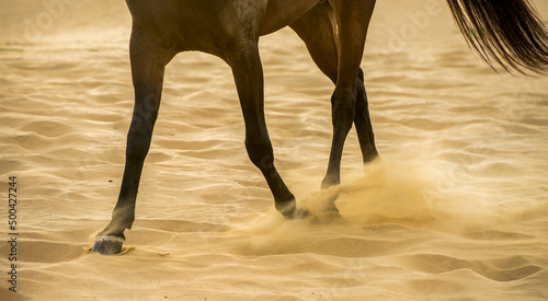 legs of a horse running in the desert close-up
