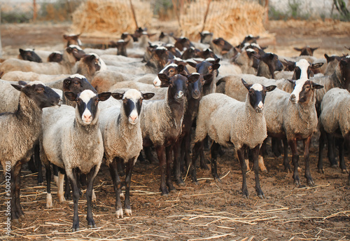 Sheep farm. Group of sheep domestic animals.