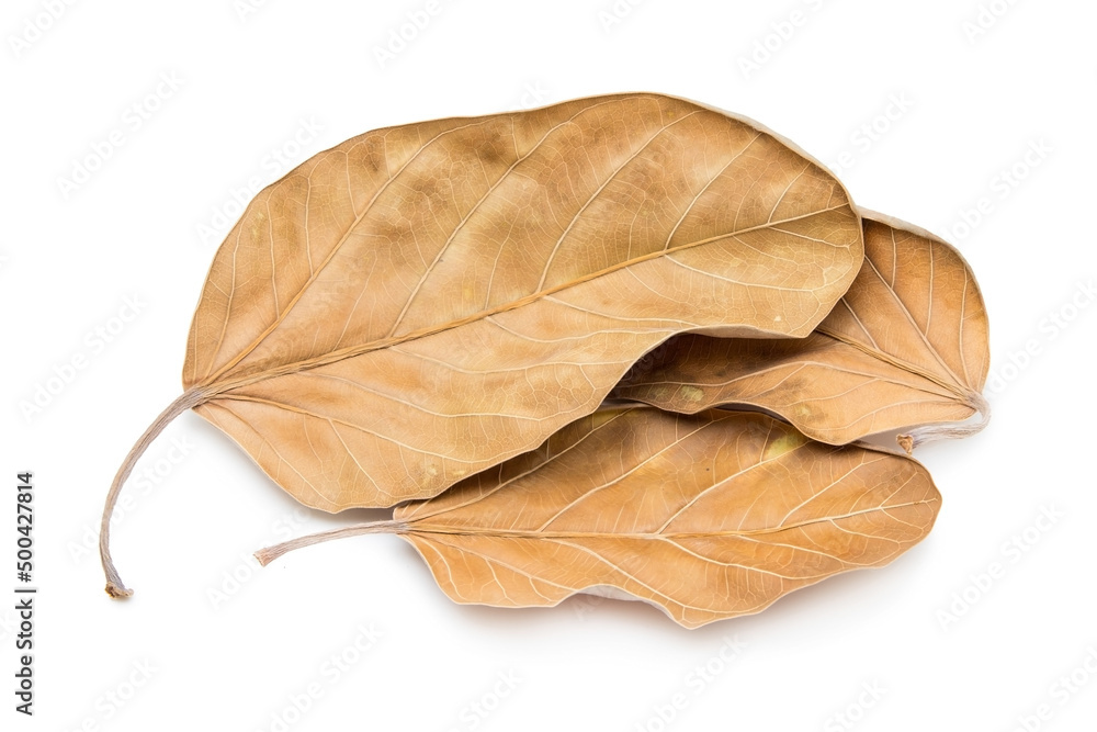 Withered leaves on a white background Withered leaves on a white background