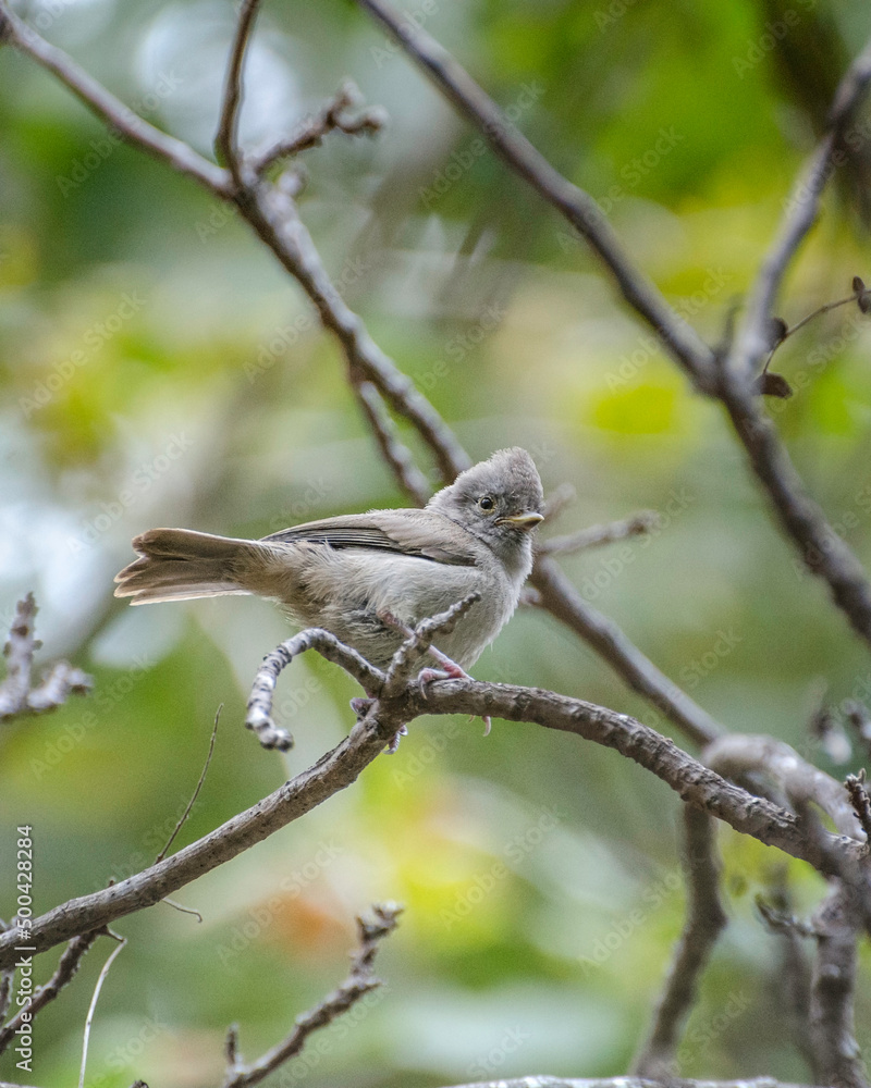 An Oak Titmouse (Baeolophus inornatus) perches on a Sycamore Canyon tree branch in Malibu Canyon, CA. An Oak Titmouse (Baeolophus inornatus) perches on a Sycamore Canyon tree branch in Malibu Canyon, CA.