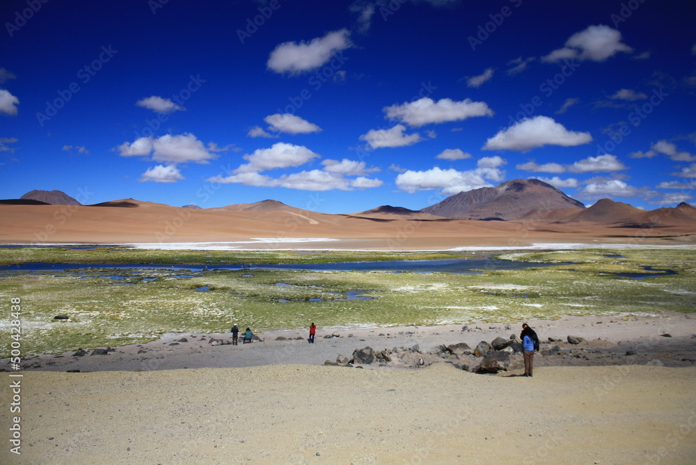 Atacama Desert, with typical yellow colored vegetation, colorful blue sky with clouds . Atacama Desert, Chile, South Amer