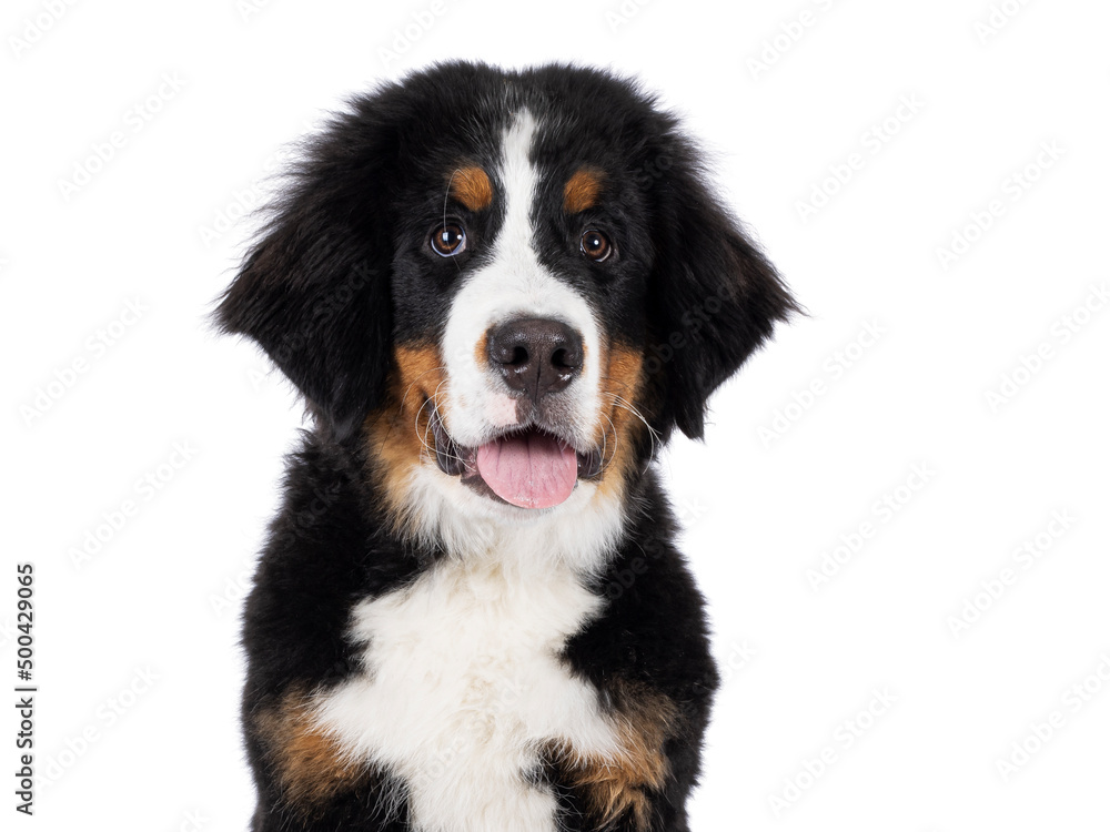 Head shot of young Berner Sennen dog, sitting up. Looking towards camera, tongue out. Isolated on a white background.