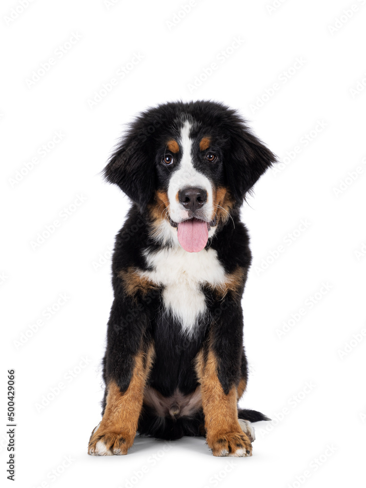 Full length young Berner Sennen dog, sitting up. Looking towards camera, tongue out. Isolated on a white background.