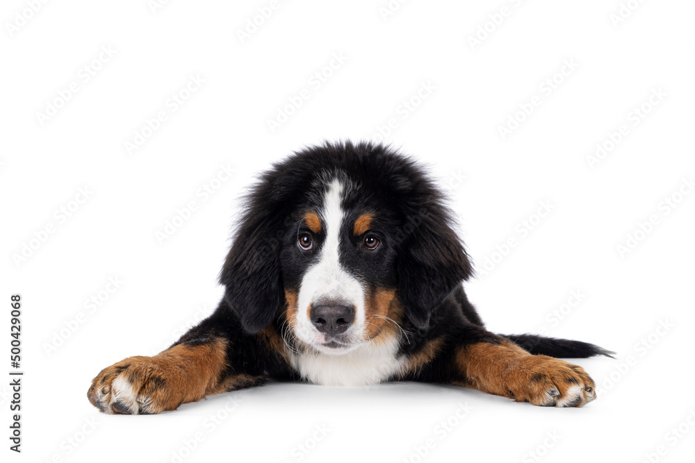 Full length young Berner Sennen dog,  laying down facing front. Looking towards camera, mouth closed. Isolated on a white background.