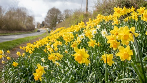 Beautiful springtime daffodils in the countryside.