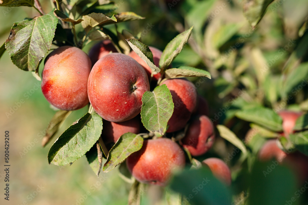 Obraz premium Red apples on a tree. Apple orchard.