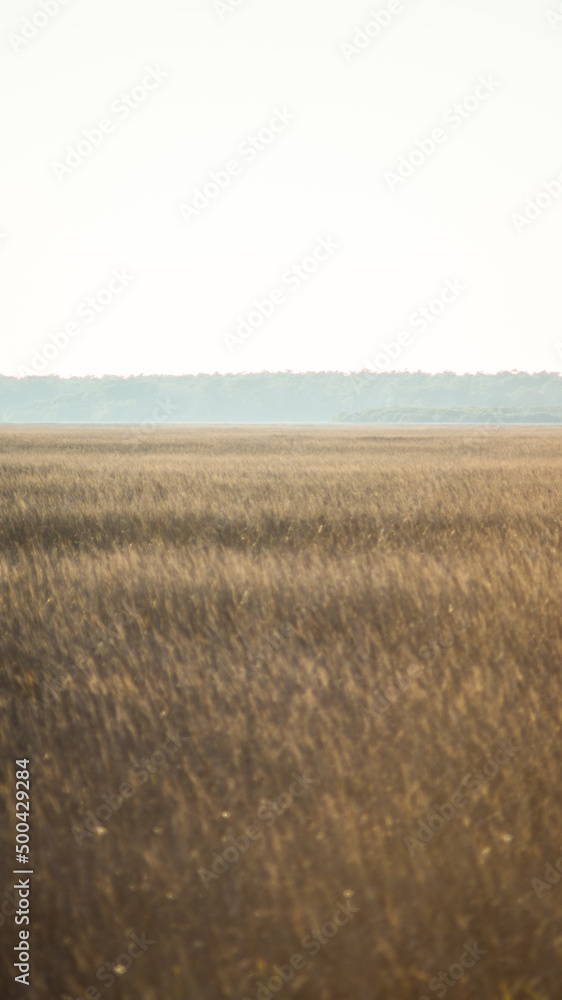 Obraz premium Hazy Marshland