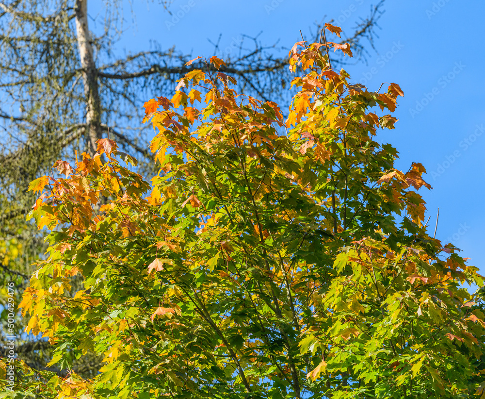 maple tree leaves starting to get autumn colors maple tree leaves starting to get autumn colors