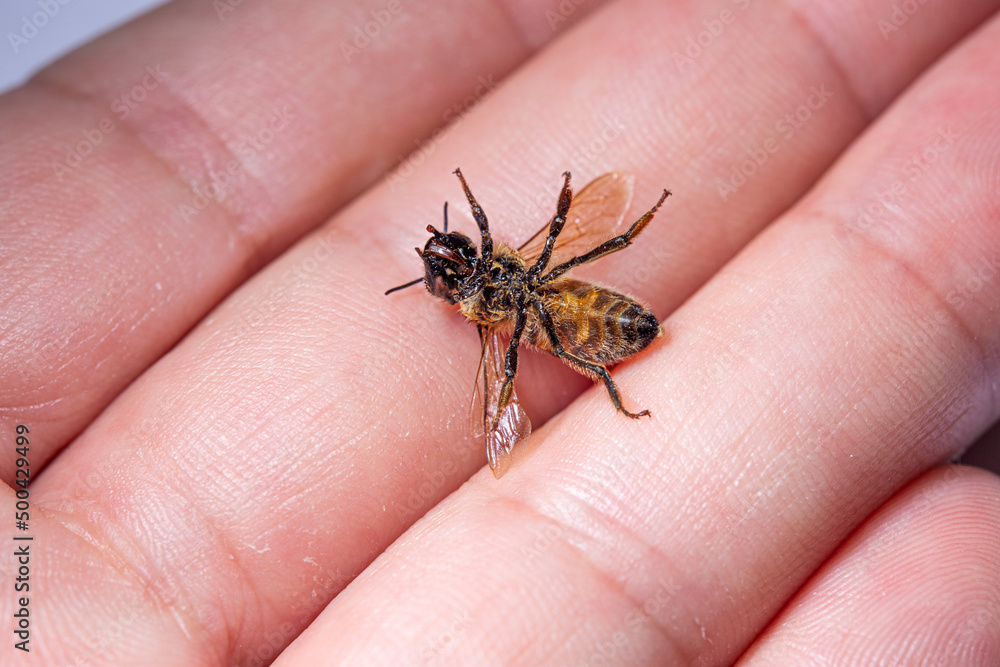 Dead honey bee in hand, on fingers. The needle is not in its tail. Mass bee deaths, environmental damage, ecological collapse concept.