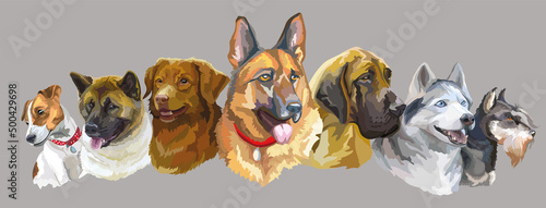 Realistic dogs of different breeds vector illustration