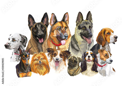 Fototapeta Naklejka Na Ścianę i Meble -  Realistic dogs of different breeds vector isolated illustration