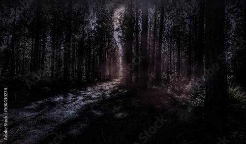 Dark scary foggy pine forest - eery path - scary pine dark trees with pathway