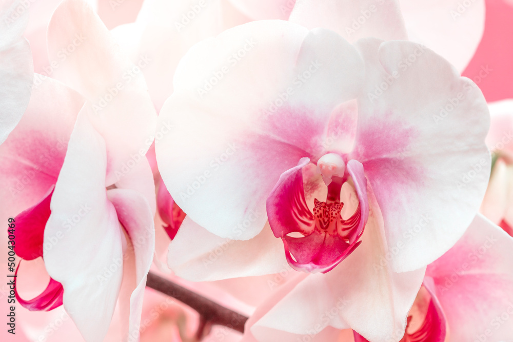 Close-up of beautiful orchid Close-up of beautiful orchid