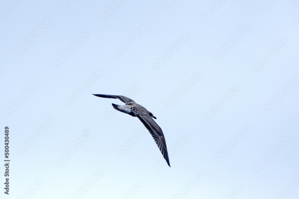 Obraz premium Juvenile kelp gull (Larus dominicanus) in flight in Antractica