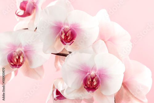 Fototapeta Naklejka Na Ścianę i Meble -  Close-up of orchid flowers on a light pink background