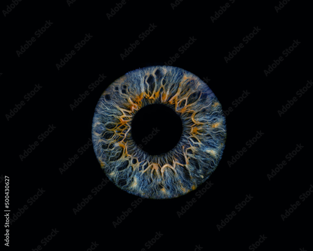 Closeup Auge
Iris closeup
Iris
Regenbogenhaut Closeup Auge
Iris closeup
Iris
Regenbogenhaut