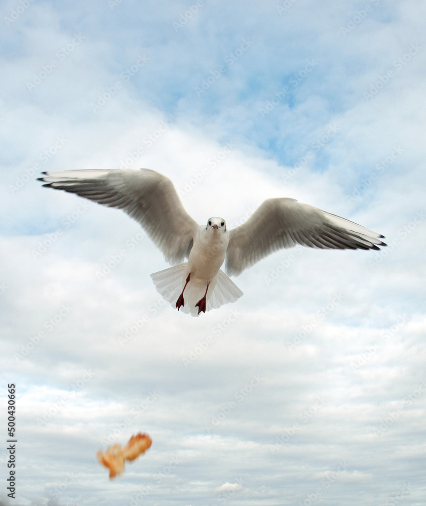 Fototapeta premium Seagull in the sky.