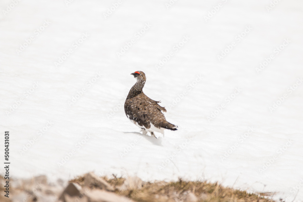 Obraz premium ptarmigan runs in the snow at the Bavarian Alps, Karwendel Mountainrange