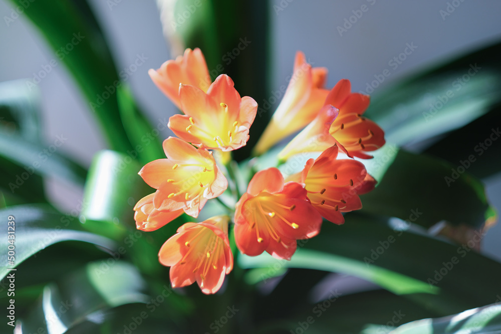 Fototapeta premium clivia miniata flower in blossom. home plants, city jungle, house decoration, top view