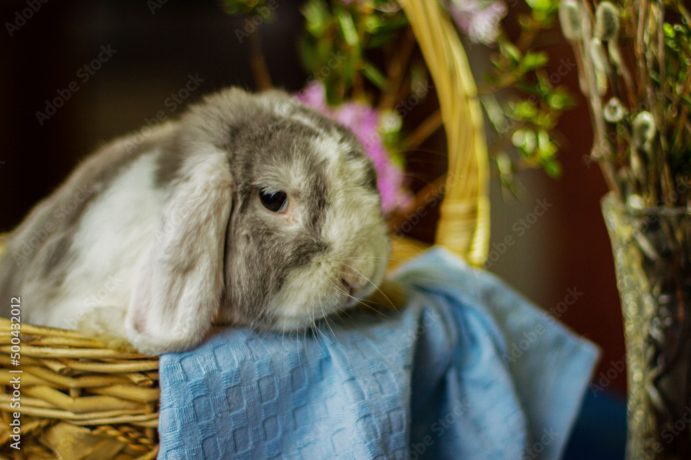 Декоративный кролик, как украшение Stock Photo | Adobe Stock