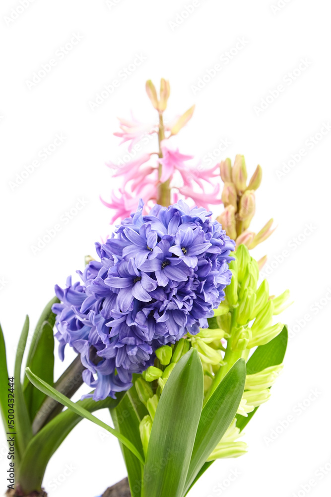 Fototapeta premium Colorful Hyacinth flowers spring blossom isolated on white