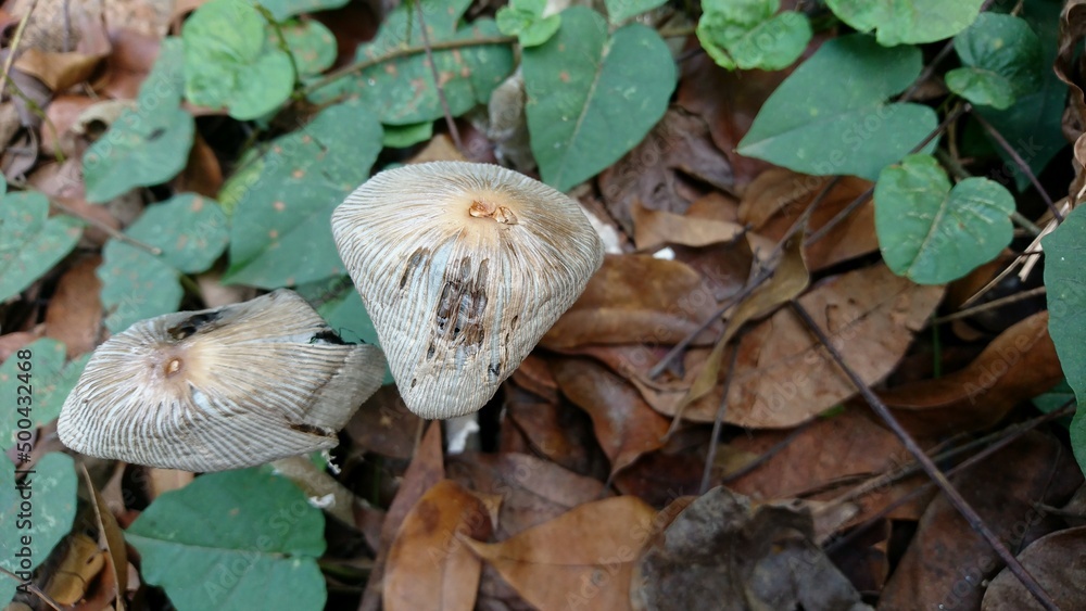 Umbrella mushrooms that are partially damaged in texture Umbrella mushrooms that are partially damaged in texture