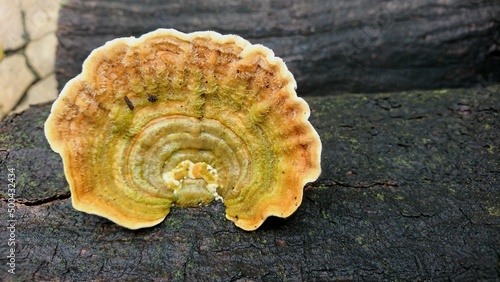 Yellow Polyporales mushroom texture detail photo