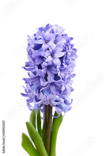 Blue Hyacinth flower head closeup isolated on white