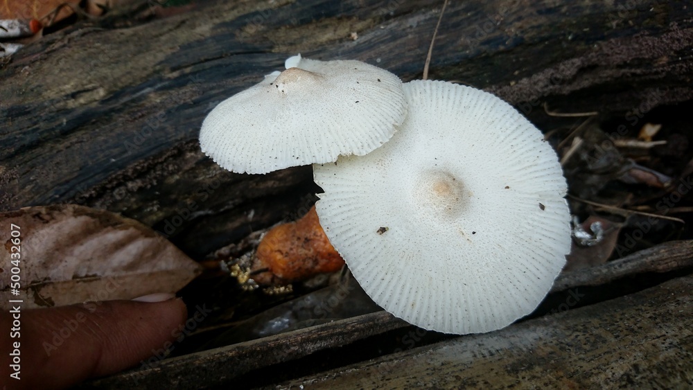 Two toadstools in a blurred background Two toadstools in a blurred background
