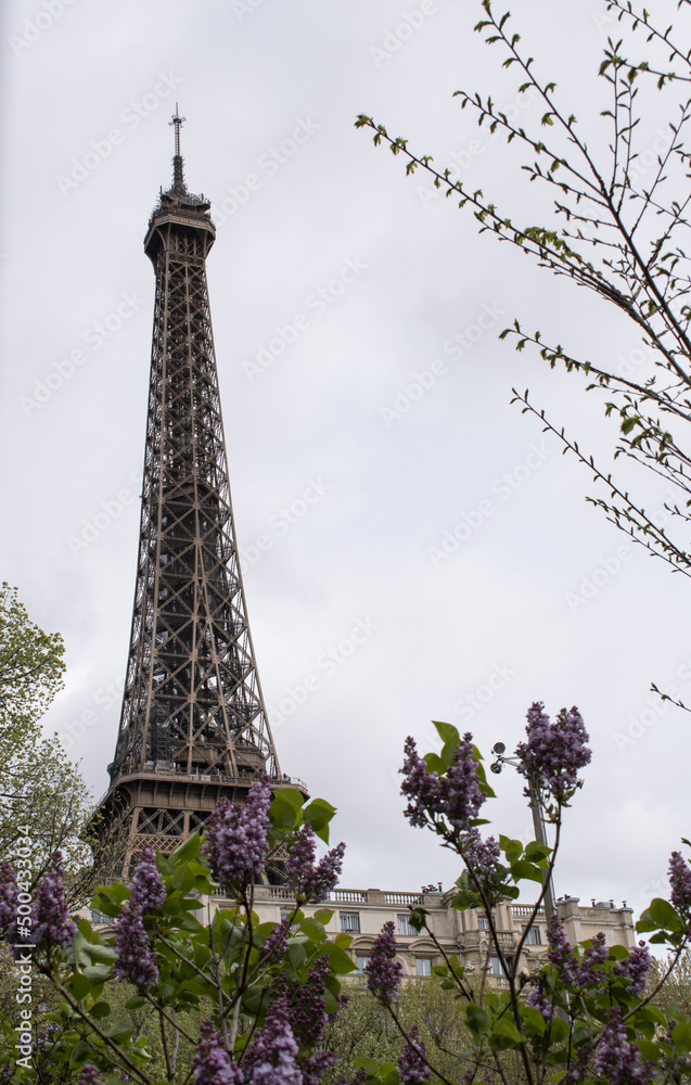 Paris, France: a Japanese cherry tree in bloom with view of The Eiffel Tower, metal tower completed in 1889 for the Universal Exposition and became the most famous monument in Paris