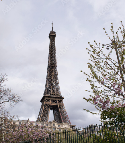 Fototapeta Naklejka Na Ścianę i Meble -  Paris, France: a Japanese cherry tree in bloom with view of The Eiffel Tower, metal tower completed in 1889 for the Universal Exposition and became the most famous monument in Paris