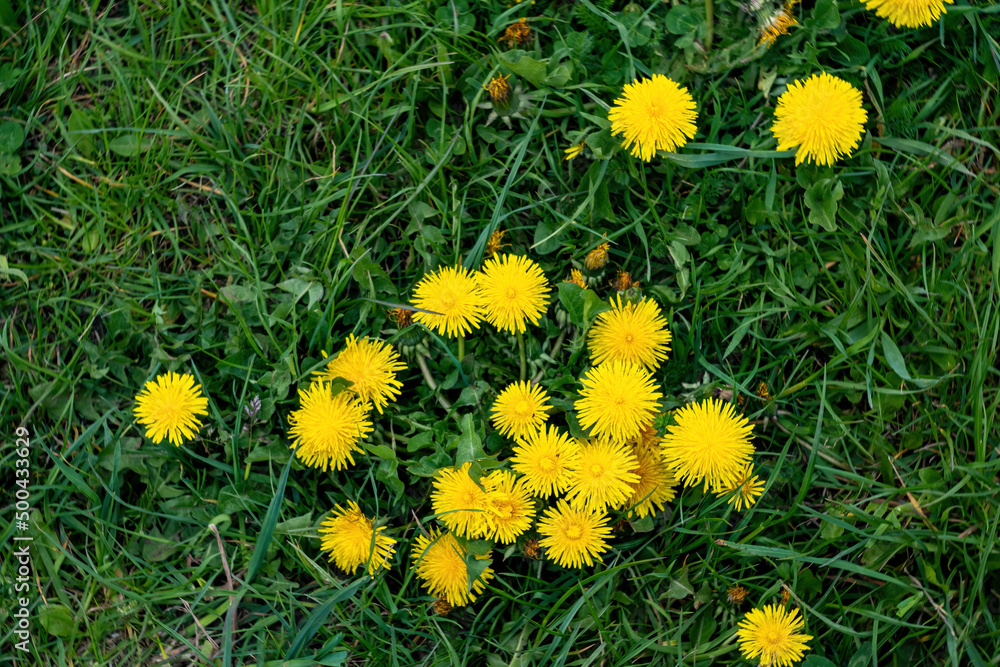 Obraz premium yellow dandelions in the grass