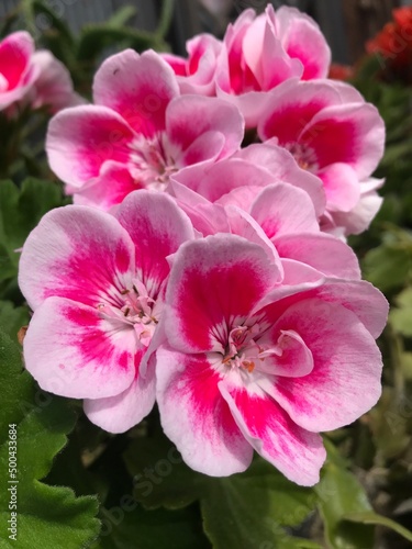 pink flowers