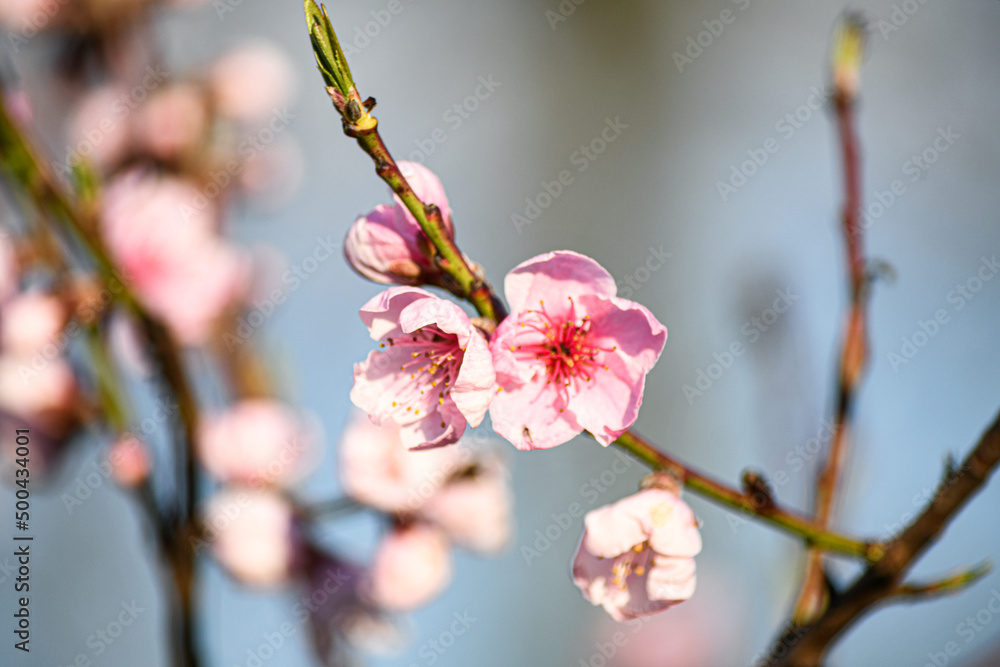 Blooming peach in the spring garden. Gardening. Lovely pink flowers. Blooming peach in the spring garden. Gardening. Lovely pink flowers.