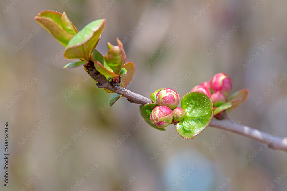 The leaf buds of sessile Begonia are in the botanical garden, North China The leaf buds of sessile Begonia are in the botanical garden, North China