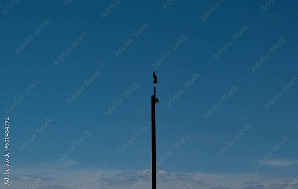 bird on a pole